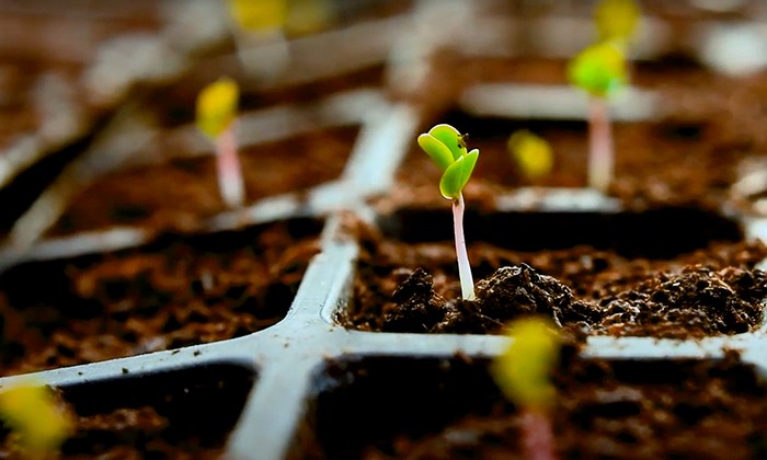 Когда сажать капусту на рассаду в 2022 году? Как вырастить капусту из семян