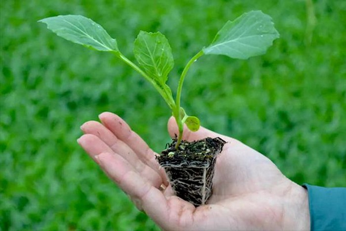 Когда сажать капусту на рассаду в 2022 году? Как вырастить капусту из семян