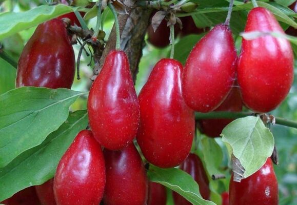Сорта кизила - описание лучших сортов для Украины