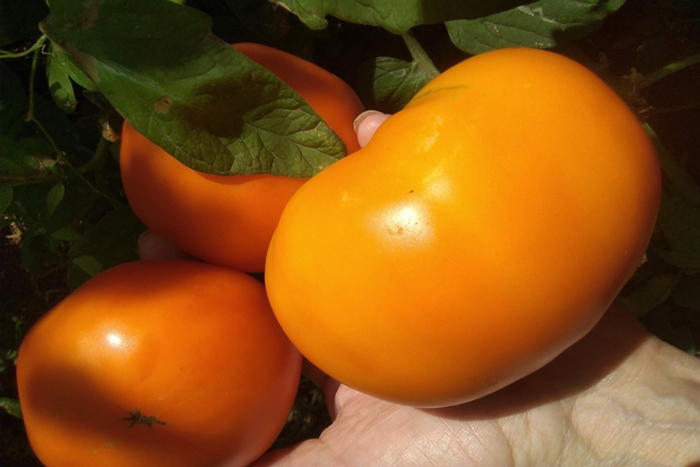 Томат сорт «Хурма» - описание сорта помидоров + личный отзыв