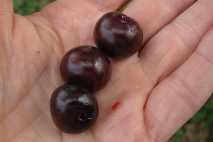 Характеристика сорта вишни Владимирская