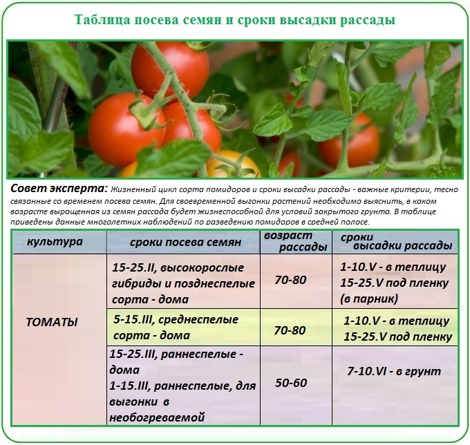 Глубина посева семян томатов