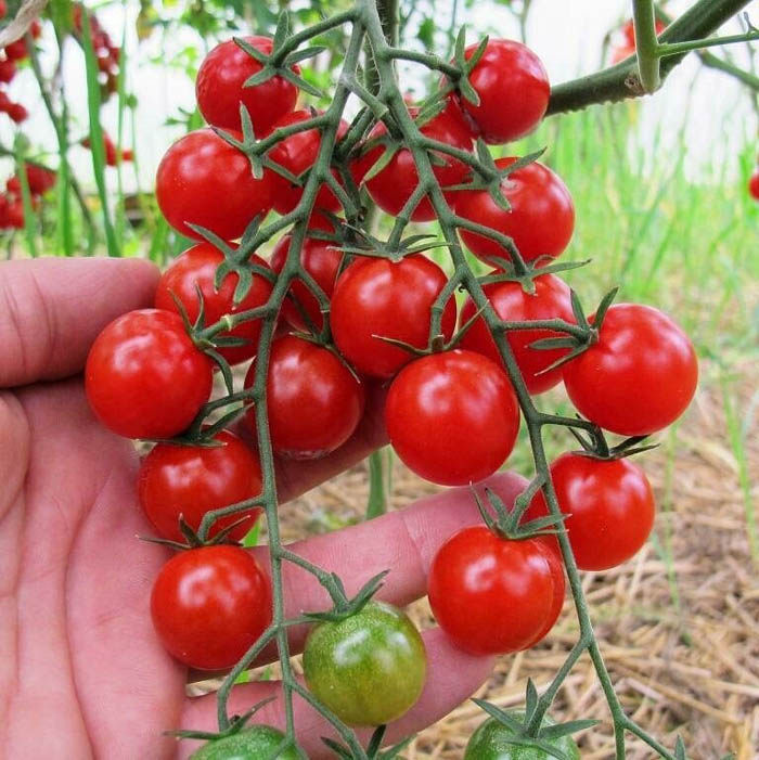 sorta tomatov dlya otkrytogo grunta 103
