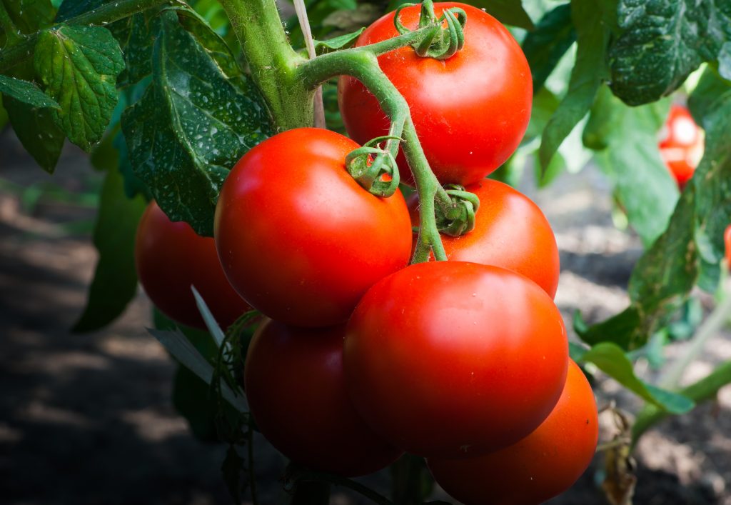 sorta tomatov dlya otkrytogo grunta 30