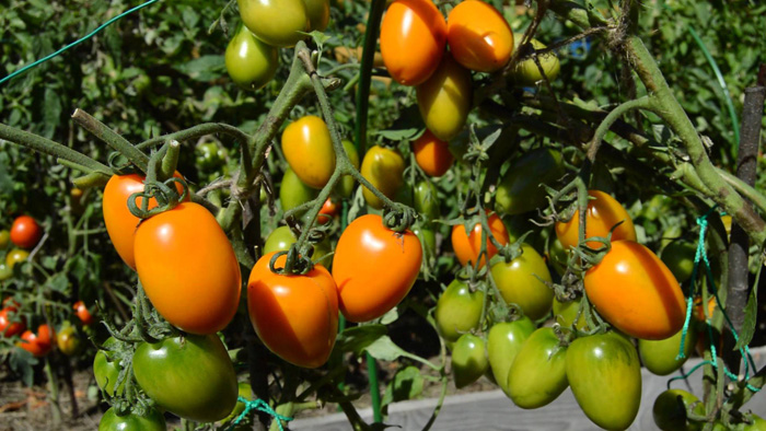 sorta tomatov dlya otkrytogo grunta 33