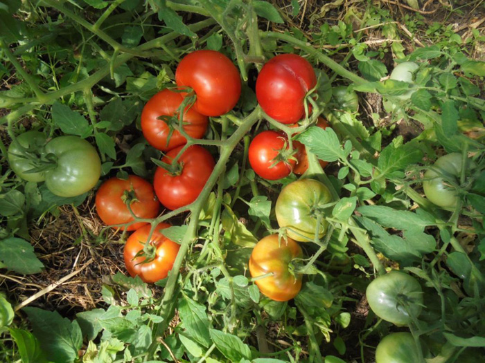 sorta tomatov dlya otkrytogo grunta 34