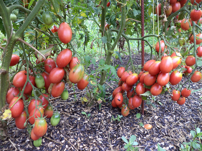 sorta tomatov dlya otkrytogo grunta 44