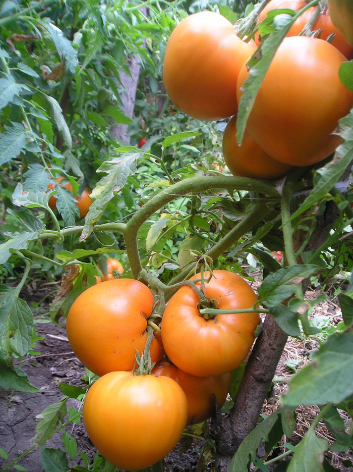 sorta tomatov dlya otkrytogo grunta 49