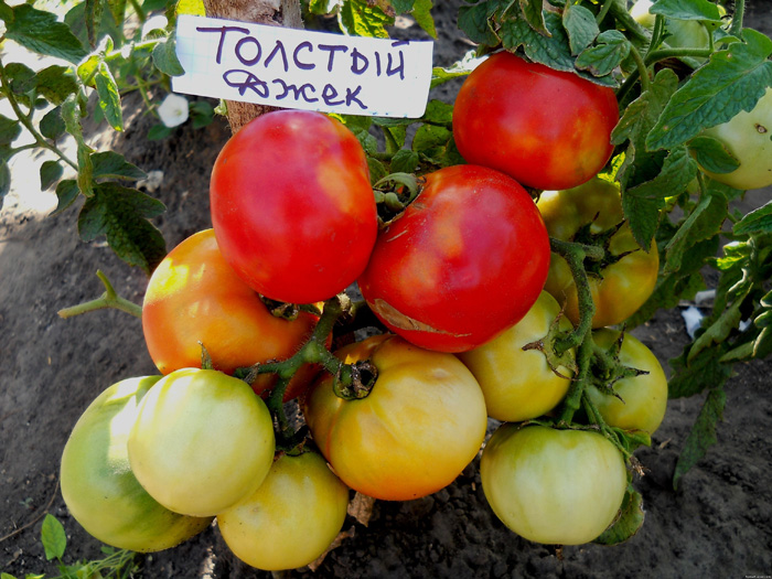 sorta tomatov dlya otkrytogo grunta 52