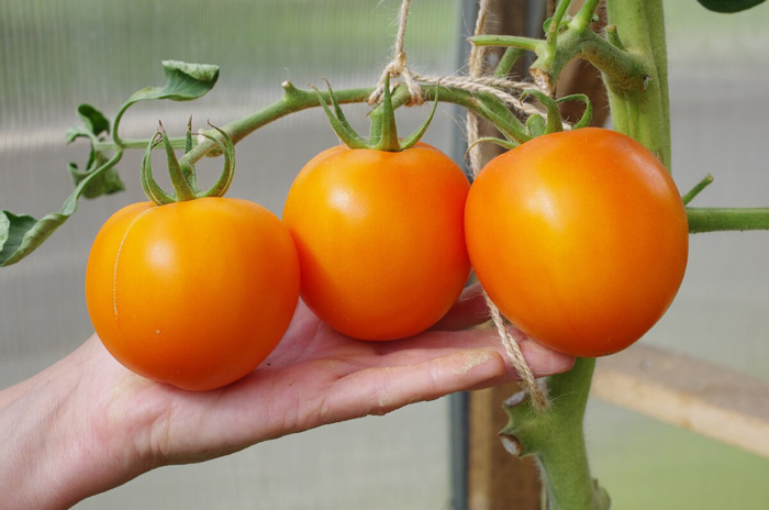 sorta tomatov dlya otkrytogo grunta 60