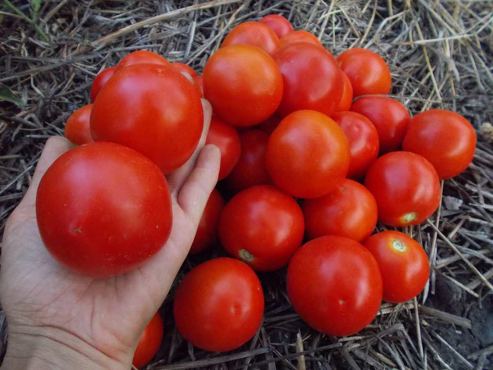 sorta tomatov dlya otkrytogo grunta 61