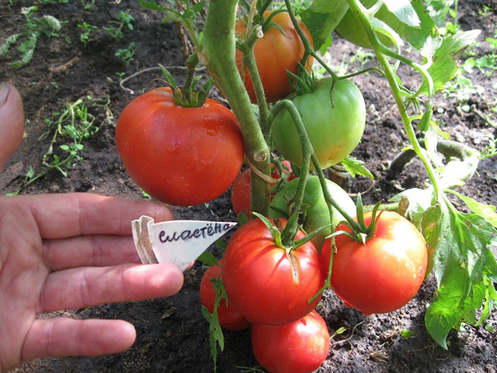 sorta tomatov dlya otkrytogo grunta 62
