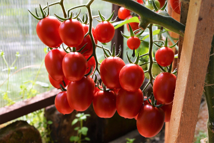 sorta tomatov dlya otkrytogo grunta 65