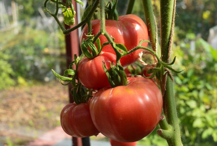 sorta tomatov dlya otkrytogo grunta 66