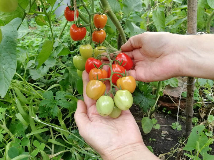 sorta tomatov dlya otkrytogo grunta 76