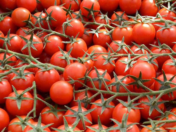 sorta tomatov dlya otkrytogo grunta 80