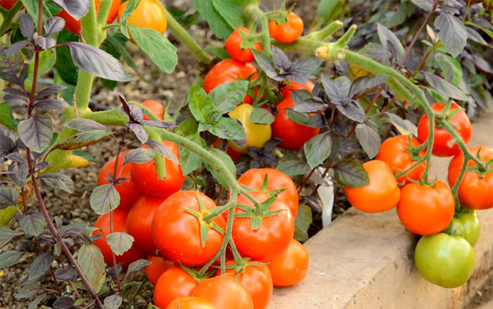 sorta tomatov dlya otkrytogo grunta 83