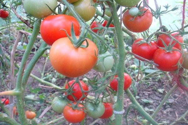 sorta tomatov dlya otkrytogo grunta 84