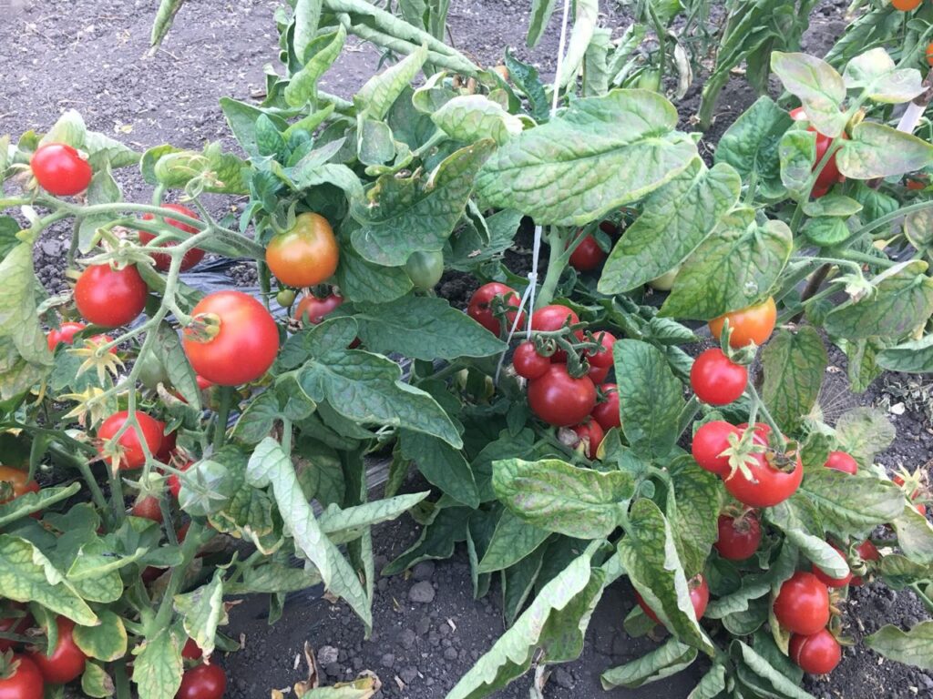 sorta tomatov dlya otkrytogo grunta 86