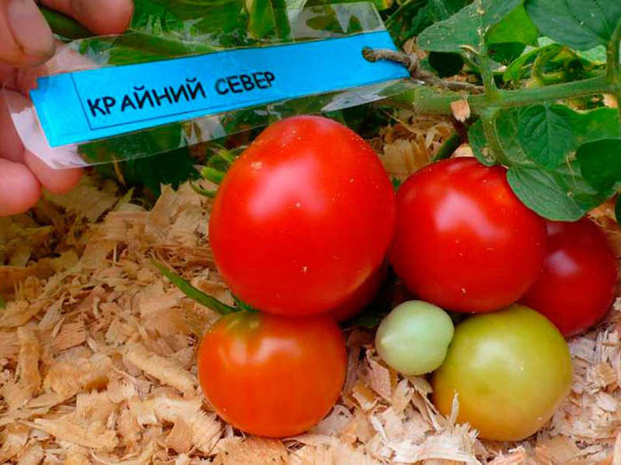 sorta tomatov dlya otkrytogo grunta 89