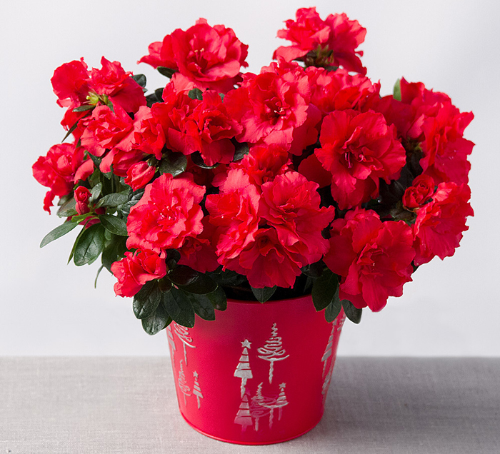 Красные комнатные цветы и фото домашних растений с красными цветами -