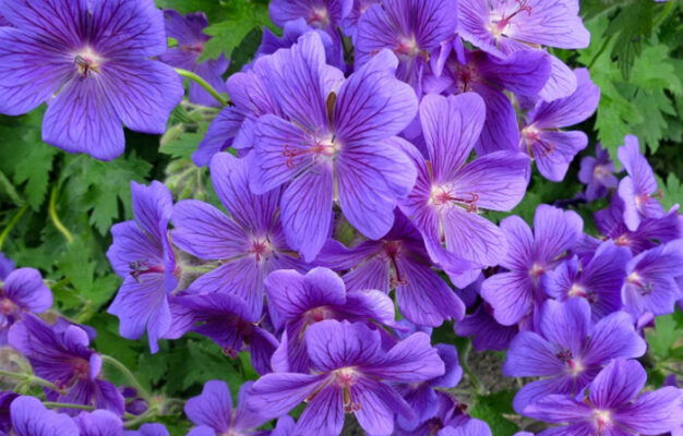 Фиолетовые цветы (40 фото) - каталог цветов фиолетового цвета