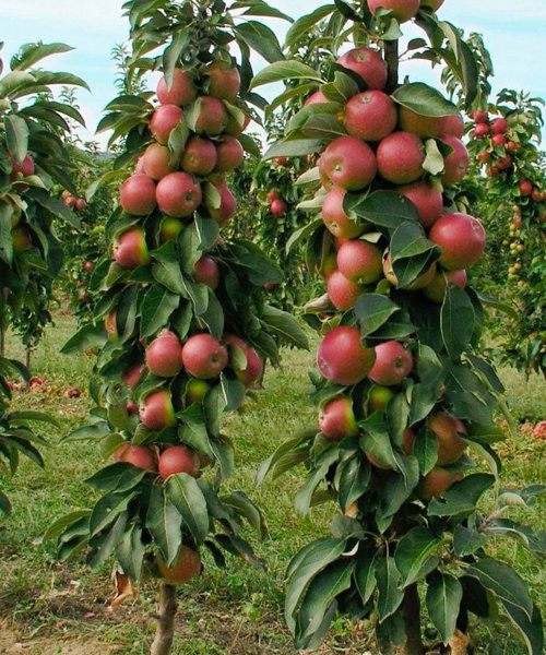 Колоновидные яблони фото – описание лучших сортов