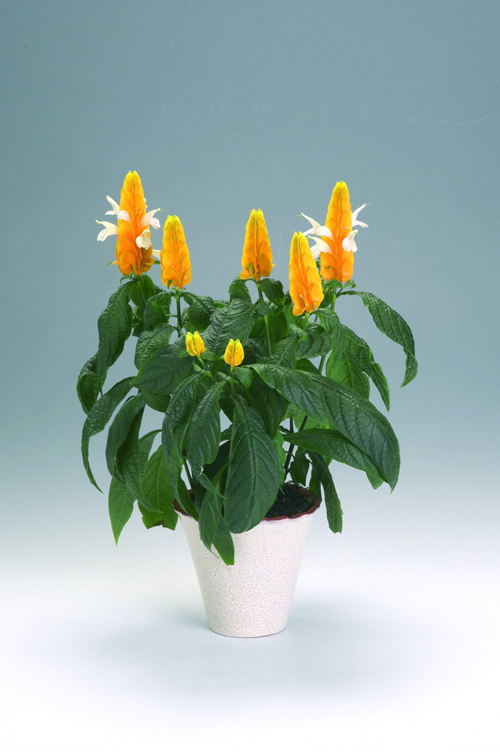 Желтые цветы (60 фото) – названия с описанием комнатных и садовых цветовжелтого цвета