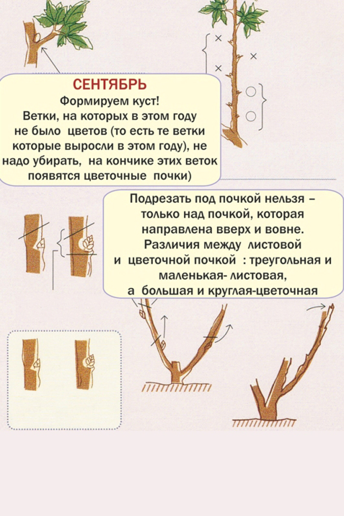 Пионы отцвели когда обрезать стебли после цветения. Обрезка древовидного пиона. Схема посадки древовидного пиона. Обрезать древовидный пион. Пион древовидный формирование куста.