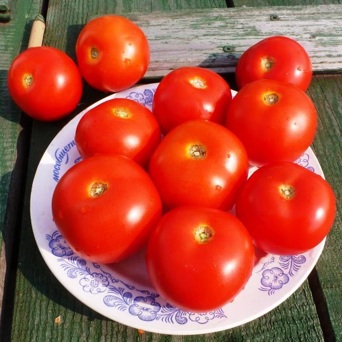 rannie sorta tomatov top sortov 16