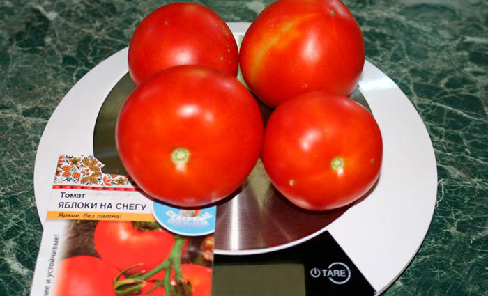 rannie sorta tomatov top sortov 28