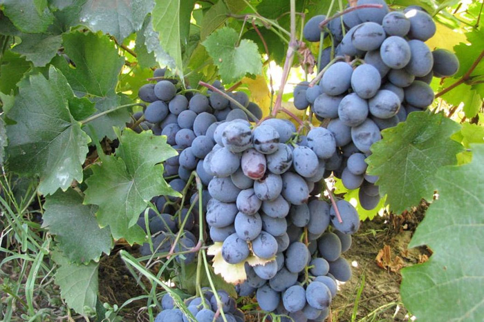 Ранние сорта винограда