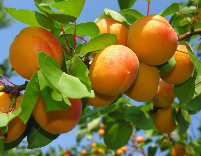 Сорта абрикосов 