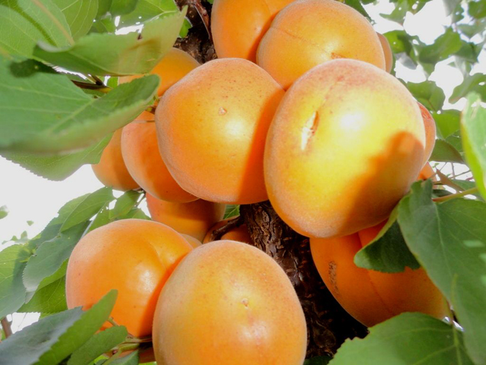 Сорта абрикосов 
