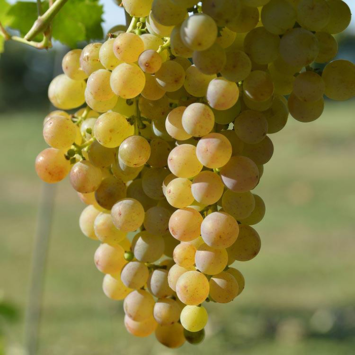 сорта белого винограда