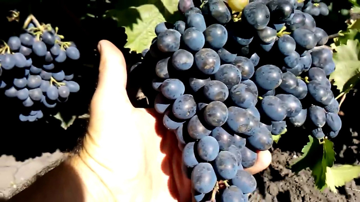 Сорта черного винограда 