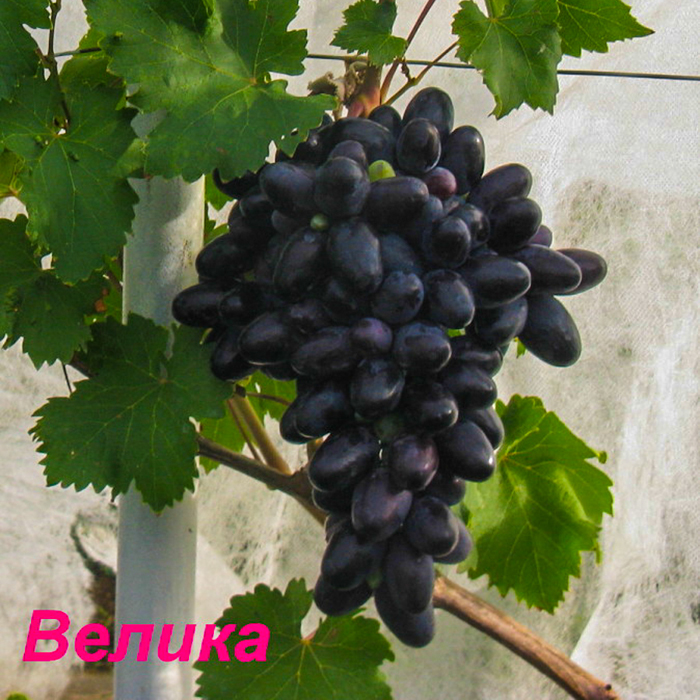Сорта черного винограда - перечень с описанием и фото
