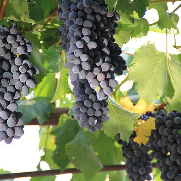 Сорта черного винограда 