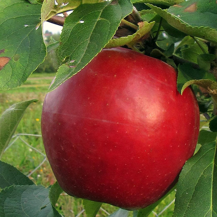 сорта красных яблок