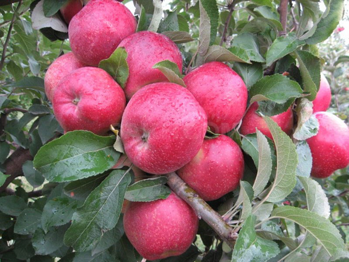 сорта красных яблок
