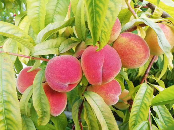 Сорта персиков 