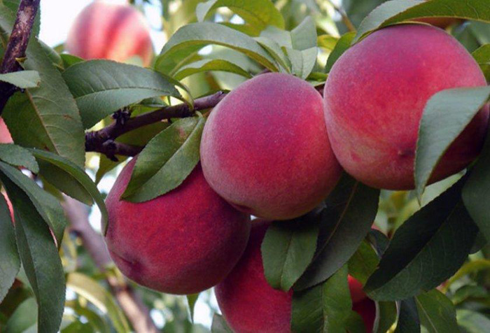 Сорта персиков: 24 идеальных сорта с фото и описанием