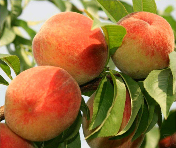 Сорта персиков: 24 идеальных сорта с фото и описанием