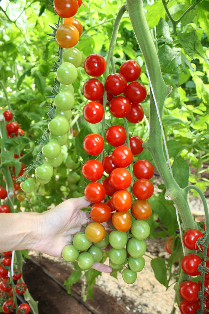 семена томата эльф. черри эльф f1. томат эльф характеристика и отзывы. томат черри эльф. помидоры черри семена эльф.