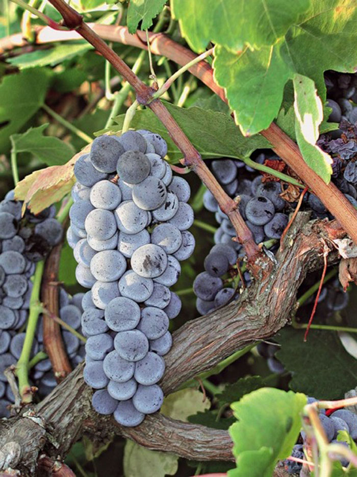 Сорта винограда - подробное описание с фото разных сортов