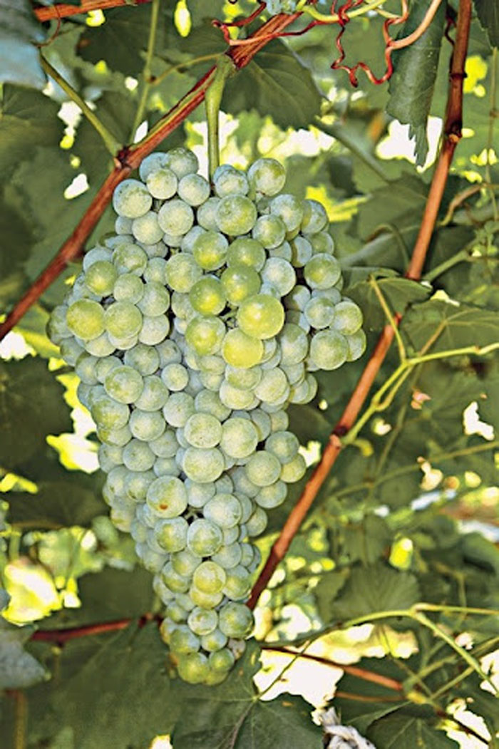 Сорт винограда иринка фото и описание