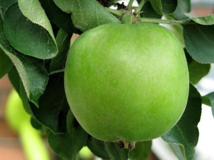 Зеленые сорта яблок