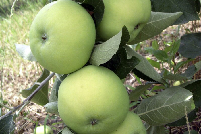 Зеленые сорта яблок