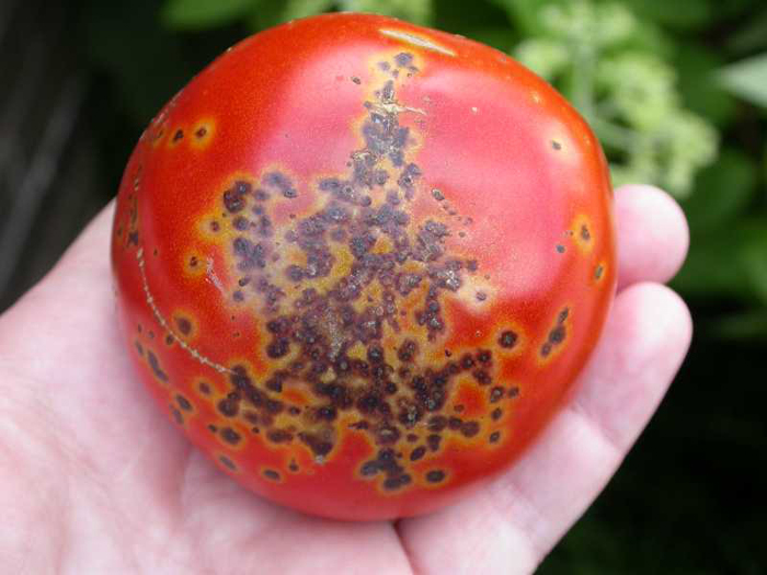 bolezni tomatov s foto i opisaniem lechenie 53 Домострой