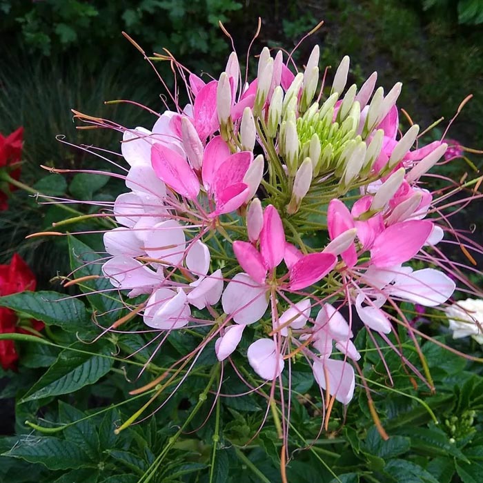 Цветок клеома (30 фото) - описание, посадка, выращивание и уход